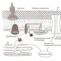 Istogenesi embrionale