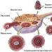 Veličine dominantnog folikula od prvog dana ciklusa do ovulacije