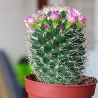 Propagation of cacti: gardener's advice