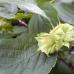 Description of multi-leaved hazel: planting and care How hazel differs from hazelnuts